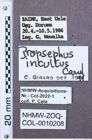 Etiketten zu Propsephus antennalis (NHMW-ZOO-COL-0010208)